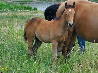 Top Gun Andromeda JW <BR> AQHA 6370863